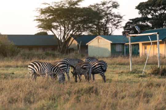 Zebras grazing near safari lodge in African savannah at sunset