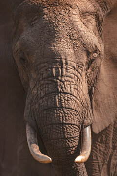 Close up of African elephant face with tusks, powerful wildlife