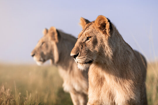 Two lionesses looking in same direction in African savannah