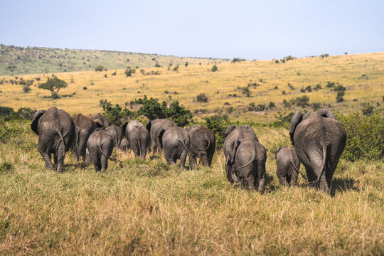 Herd of African elephants walking together in savannah
