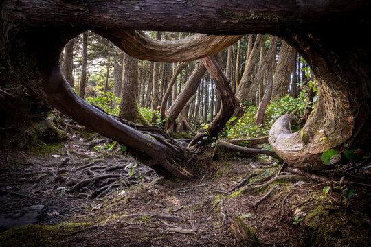 Twisted Tree Roots Forming Natural Archway in Mossy Coastal Fore
