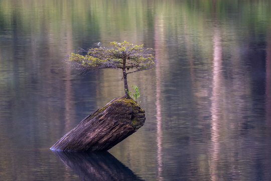 Solitary Tree Growing on a Mossy Log in Calm Lake with Soft Refl