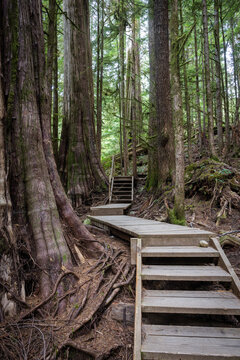 Forest Boardwalk Trail Through Old-Growth Trees and Mossy Roots