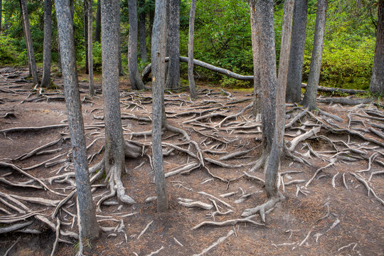 Exposed Tree Roots in a Dense Forest Floor with Pine Trees and M