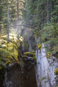 Sunlit Moss-Covered Canyon in Dense Pine Forest With Morning Mis