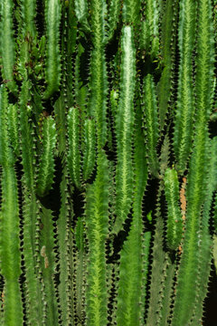 Euphorbia Cactus Green Spiky Plant Texture