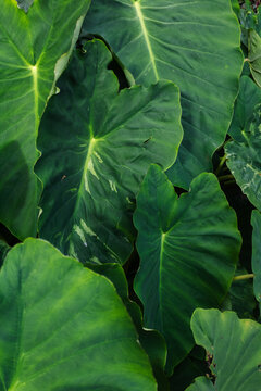 Lush Tropical Greenery: Large Elephant Ear Leaves in Natural Light