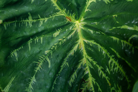 Lush Tropical Greenery: Large Elephant Ear Leaves in Natural Light