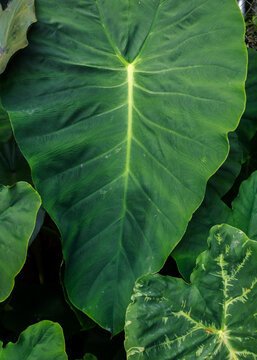 Lush Tropical Greenery: Large Elephant Ear Leaves in Natural Light