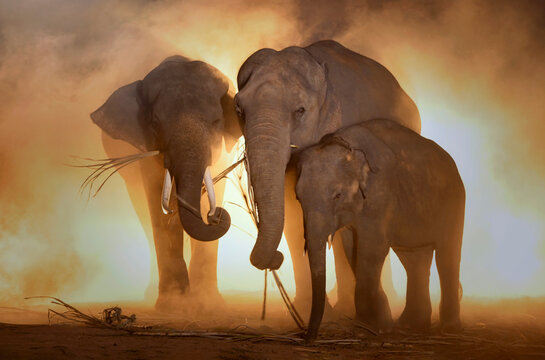 elephant hometown on during sunset,Thailand