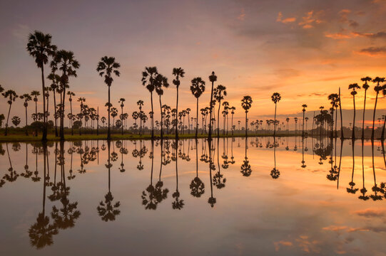 plam tree field on during sunrise ,Thailand