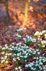 Naklejka premium Spring, leaves or snowdrop flowers in forest with botany, blossom or sustainable environment for growth. Space, blooming season and galanthus nivalis with ornamental bulb, foliage and plants outdoor.