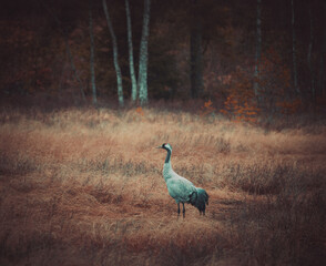 Naklejka premium grey crowned crane in the wild