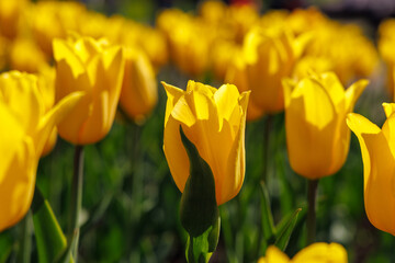 Obraz premium Yellow tulips in warm sunset light with shallow depth of field