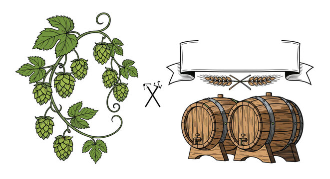 Hand drawn illustration of hops on a vine next to wooden beer barrels and a decorative banner for brewery labels.