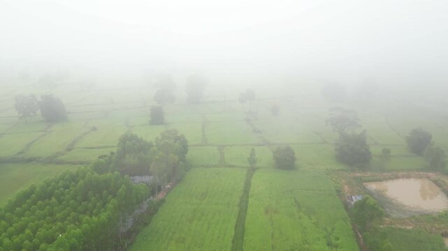 Aerial view of misty paddy field and country road surrounding a rural village at dawn. These areas serve as one of the country's most important rice-producing regions in Thailand.
