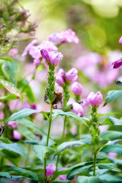 Nature, chelone and flowers in garden for growth, botanical environment and floral blooming season. Spring aesthetic, ecology and blossom with development for sustainability, outdoor and conservation