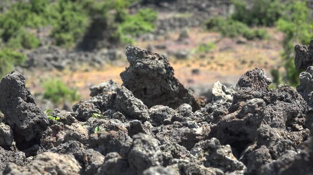 Porous basalt lava plain spongy volcanic rocks resilient vegetation across harsh ground. Vesicular igneous stonefield reveals cooled magma crust beside sparse shrubs wild geology background.