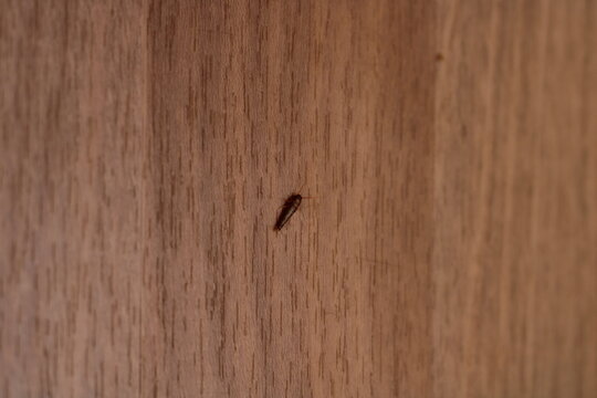 there's an insect on the floor, a scale insect, a small insect,