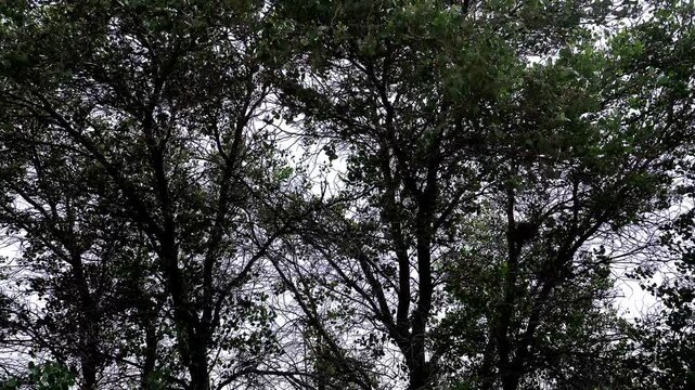 trees and sky Euphrates poplars (Turan-trees) growing