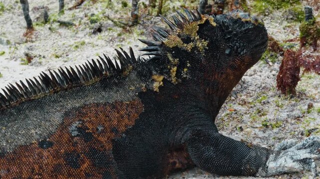 Huge black Marine iguana with row of spines from head to neck. Galapagos reptile sitting still. Close up.