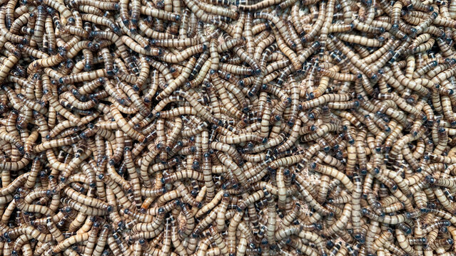 Dense Mass of Live Superworms Zophobas Morio Larvae Close-Up Full Frame &mdash; Insect Farm Reptile Feeder Sustainable Protein