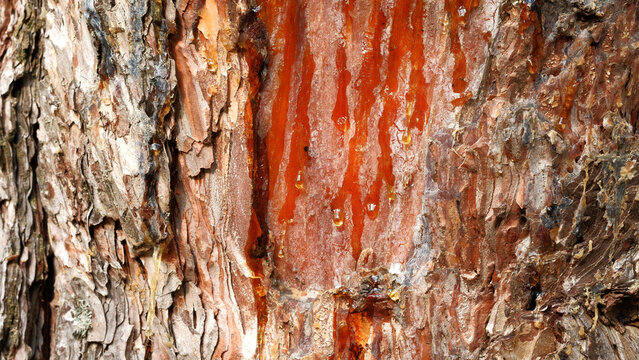 Macro texture of fresh amber resin dripping down tree bark