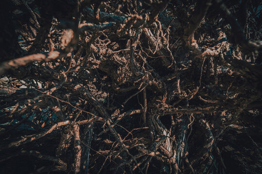 Abstract dark root's 