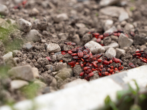 Firebugs (Pyrrhocoris apterus) on organic soil in a garden, macro shot