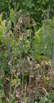 (Nectaroscordum ou Alium bulgaricum. Hautes tiges dress&eacute;es d' Ail de Bulgarie orn&eacute;es d'une cascade de fleurs rose pourpr&eacute;e en forme de clochettes dispos&eacute;es en ombelles pendantes 
