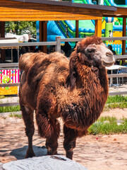 Fototapeta premium Alpaca poses peacefully near children's play area under bright sun