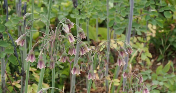 Nectaroscordum siculum (allium bulgaricum). Hampes d'ail de Bulgarie orn&eacute;es de cascades de fleurs en clochettes blanc-cr&egrave;me, lav&eacute;es de rose pourpr&eacute; et verd&acirc;tre dispos&eacute;es de fa&ccedil;on l&acirc;che
