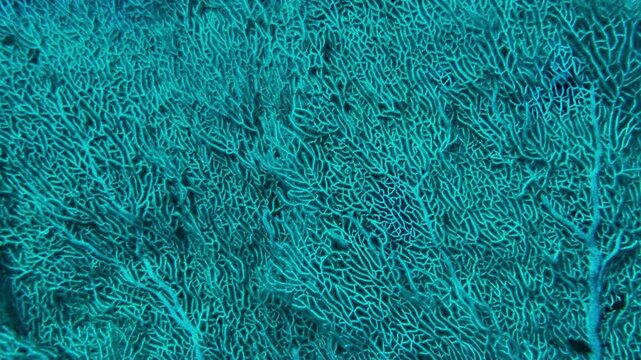 texture of fan coral in the sea