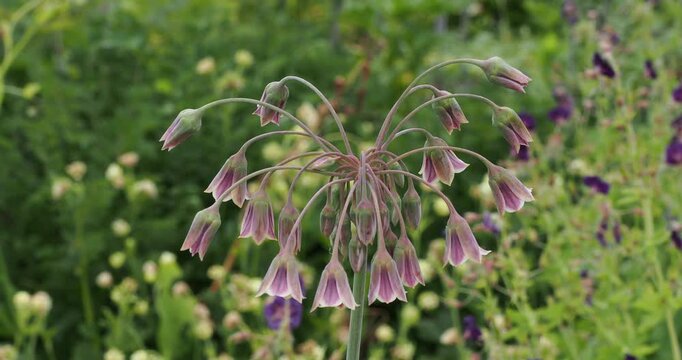 Nectaroscordum silicum (Alium bulgaricum)  | Ail de Bulgarie - Ail miel. Oignon d&eacute;coratif &agrave; floraison en clochettes l&acirc;ches se balan&ccedil;ant au sommet d'une haute tige en ombelle retombante