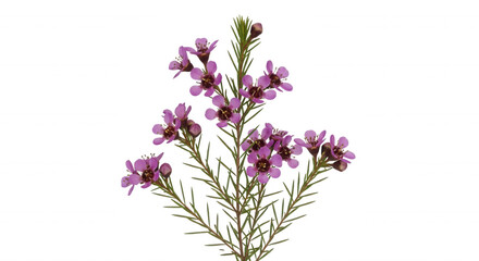 Obraz premium A sprig of chamelaucium waxflower with small pink petals and dark centers, isolated against a solid black background