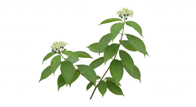 A sprig of cornus sericea, red osier dogwood, featuring green elliptical leaves and clusters of small white flowers isolated on a black