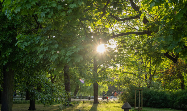 Golden sunlight filters through lush green maple tree leaves in a quiet public park. The scene includes park benches, people in the distance, and a lamppost under a bright and clear afternoon clouds.