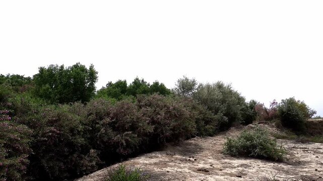 Blooming Silver-leafed Salt Tree (Halimodendron halodendron) in the steppe.