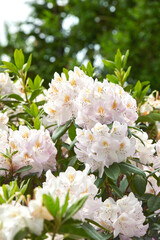 Naklejka premium Environment, growth and nature with flowers in garden for botany, eco friendly foliage and blooming, Spring season, blossom and plants with rhododendron outdoor for floral, petal and ecosystem