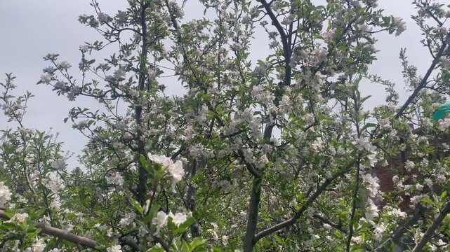 Apple tree with apple flower blossom in kashmir. Apple tree with apple white and pink flower blossom in kashmir Jammu and Kashmir india