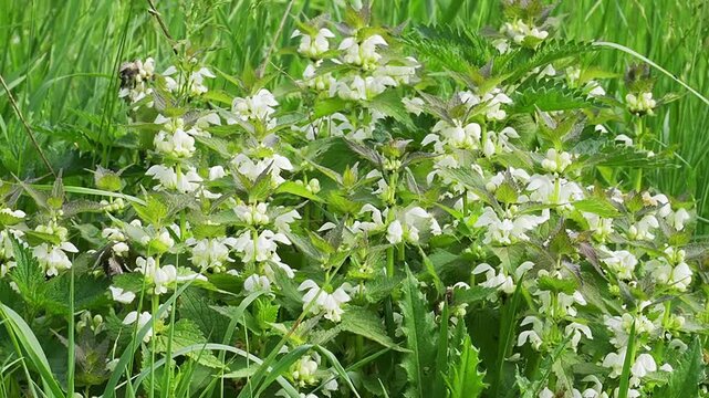 White dead-nettle (Lamium album) in bloom, bumblebees collecting nectar on a meadow.