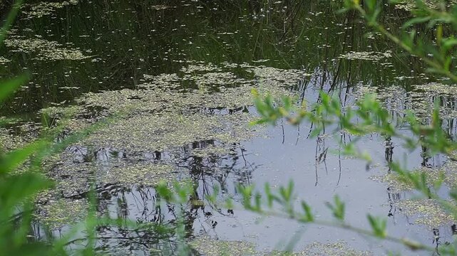 Overgrown green pond with duckweed on the water surface, trees reflection in the lake.