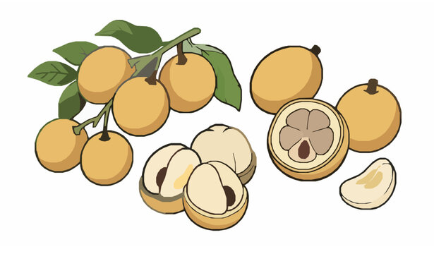 Cute tropical langsat fruit vector art in hand drawn cartoon style isolated on white