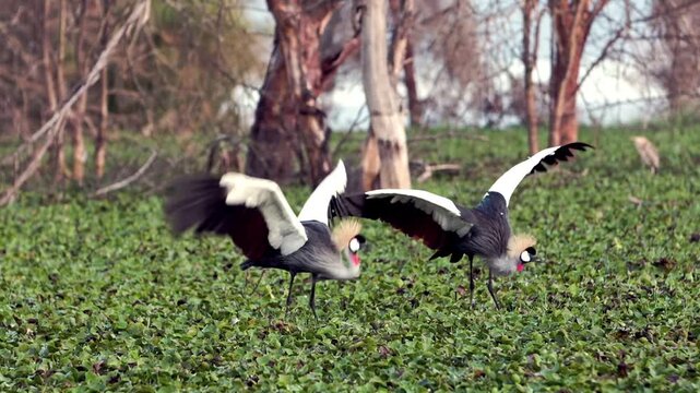 Witness the beautiful mating ritual of African Grey Crowned Cranes. These magnificent birds engage in an enchanting dance on the wetlands of Lake Nakuru, Kenya.