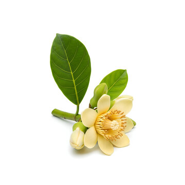 Closeup of a beautiful Magnolia champaca flower with green leaves.