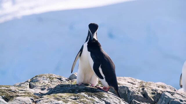 A Couple Of Chinstrap Penguins In Mutual Preening Behavior During Breeding Season. Close-up Shot
