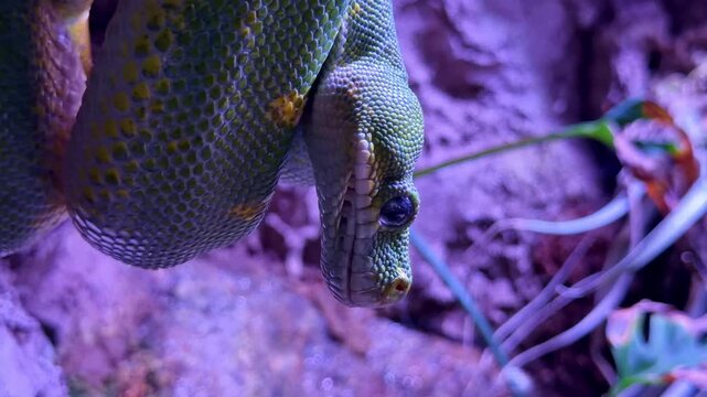 Extreme close-up of green tree python, Morelia viridis, hanging upside down with purple light in background