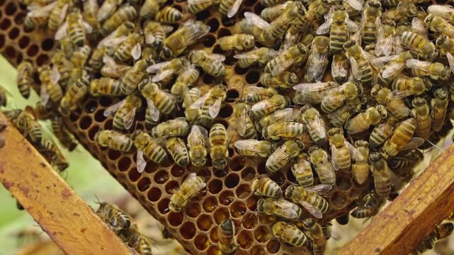 Detailed macro view of honey bee colony working on honeycomb, filling cells with honey or nectar