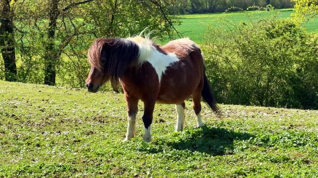 Brown and white Shetland pony standing on green hill and urinating in field