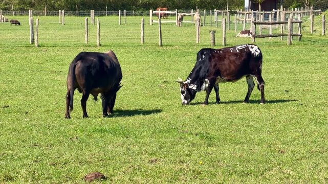 Two zebu, Bos taurus indicus, bulls with humps and horns eating grass in sunny field on farm
